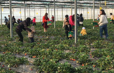 相约采摘草莓，尽享田园乐趣